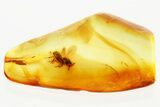 Detailed Fossil Wasp (Eurytomidae) In Baltic Amber #352719-1